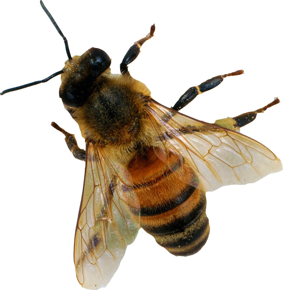 Honey Bee Transparent PNG Image