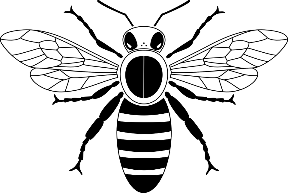 Honey Bee Transparent PNG Image