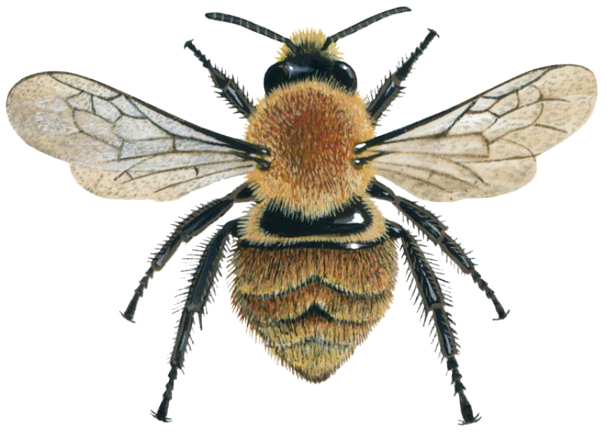 Honey Bee Transparent PNG Image