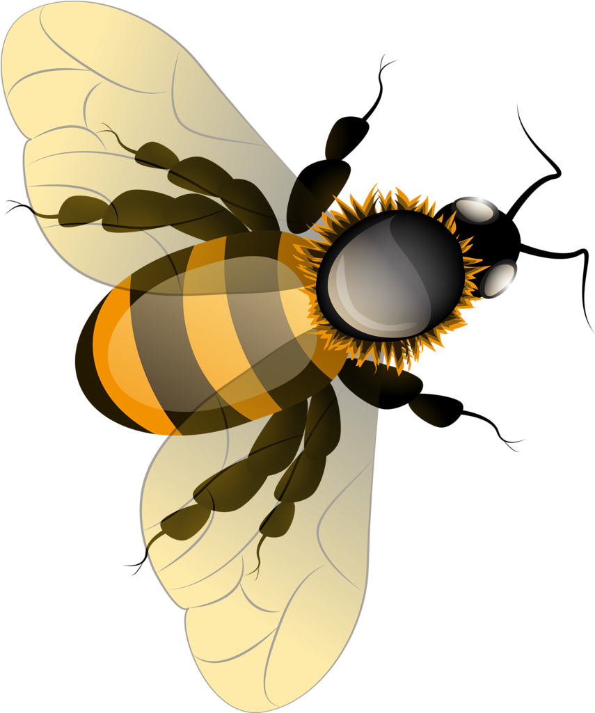 Honey Bee Transparent PNG Image