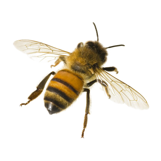 Honey Bee Transparent PNG Image