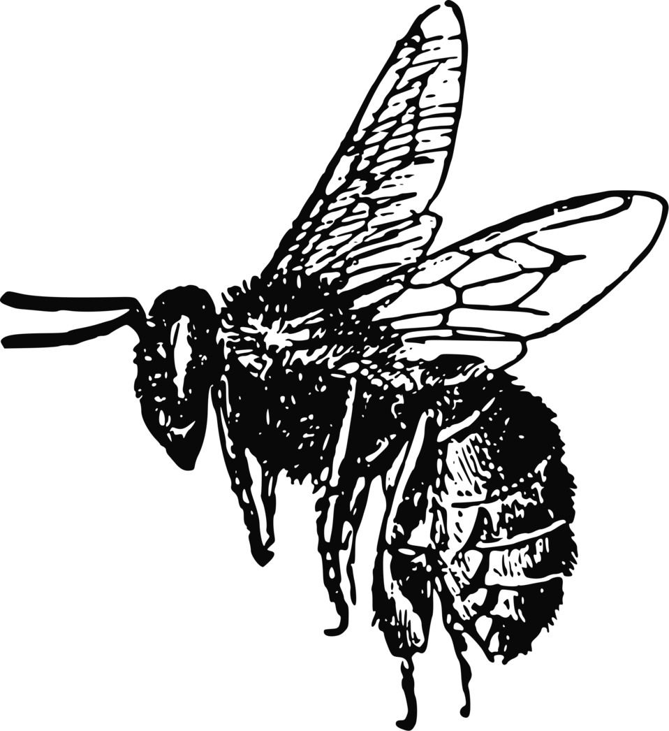 Honey Vector Bee Transparent PNG Image