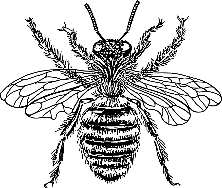 Honey Vector Bee Transparent PNG Image