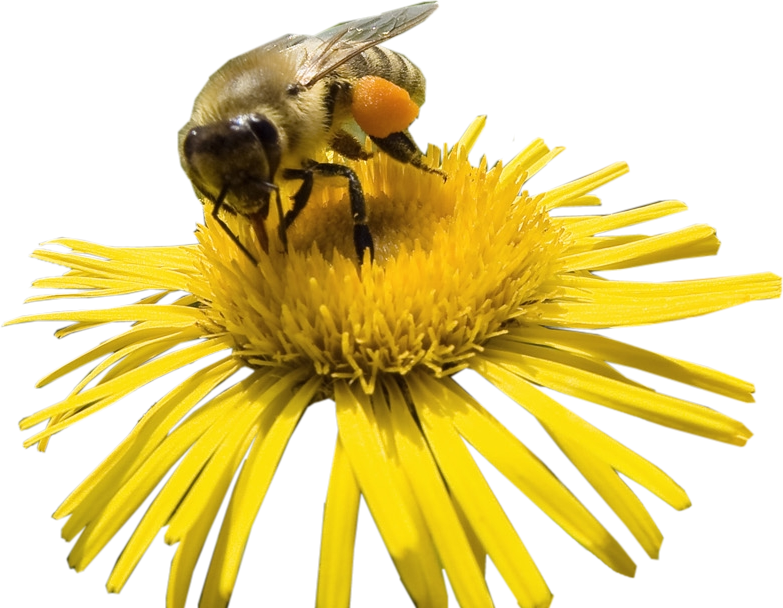 Honey Yellow Bee Transparent PNG Image