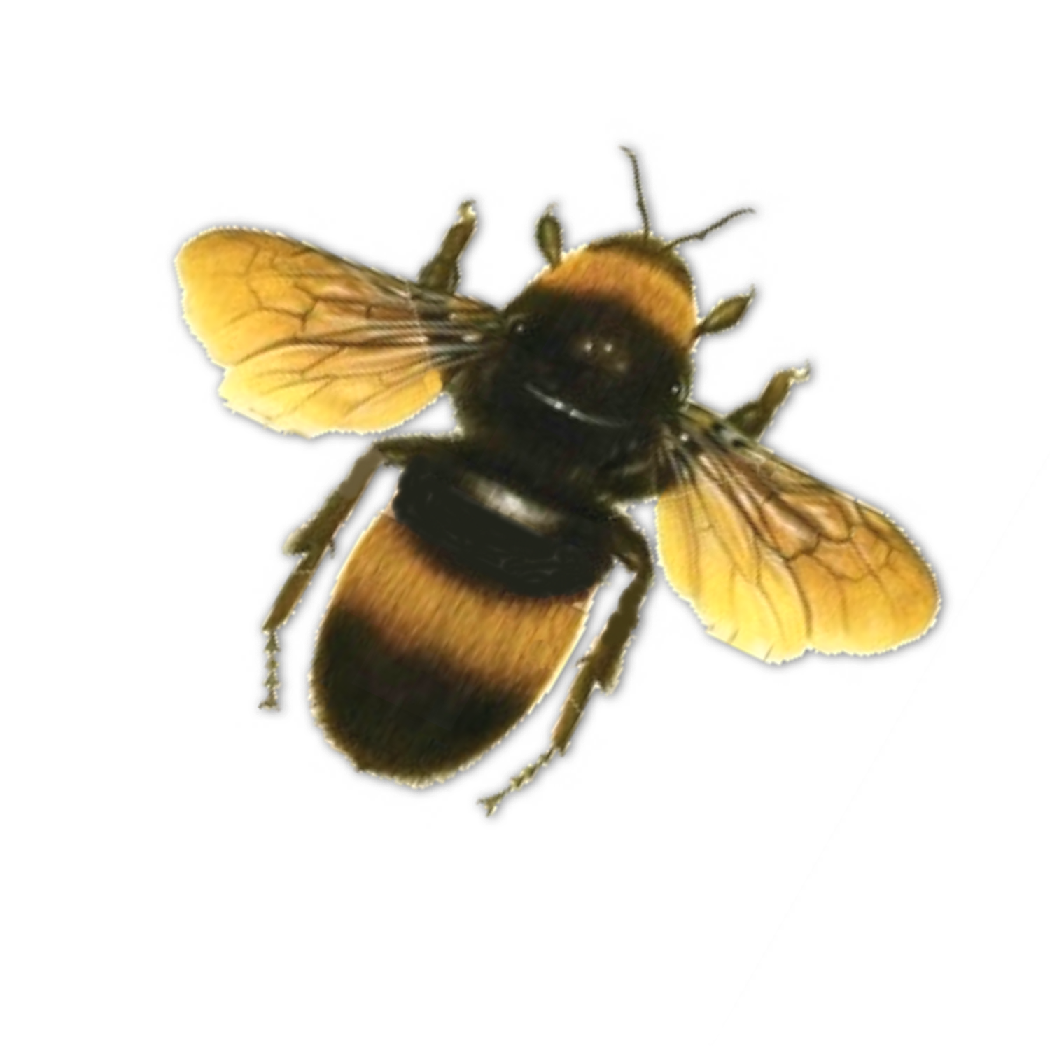 Honey Yellow Bee Transparent PNG Image