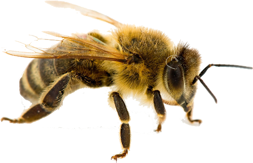 Honey Yellow Bee Transparent PNG Image