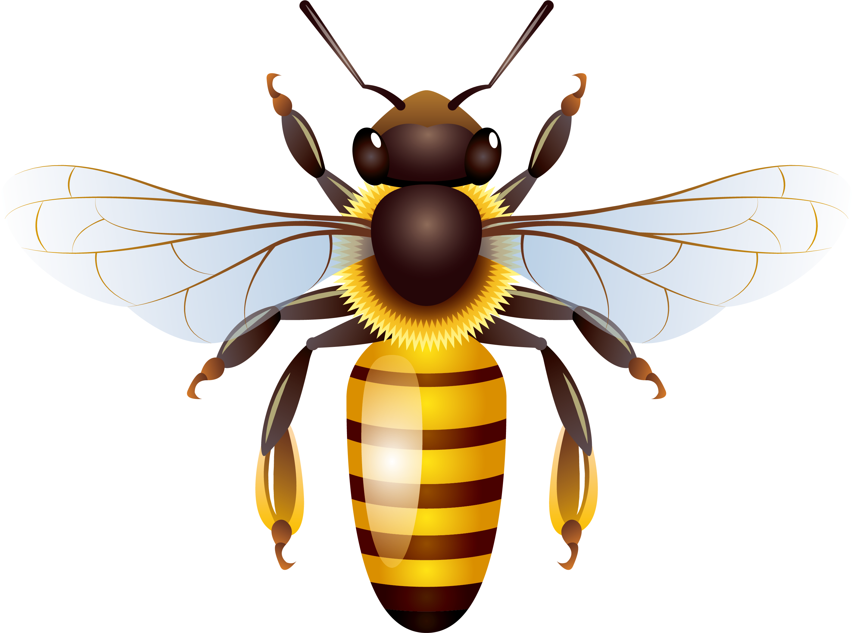 Honey Vector Yellow Bee Transparent PNG Image