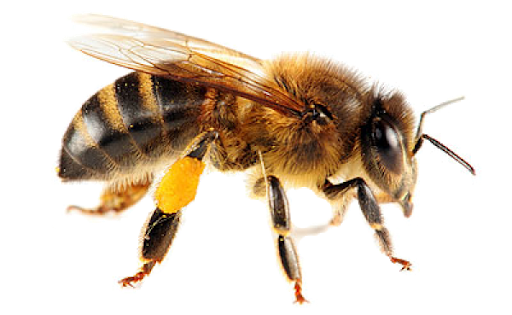 Honey Vector Yellow Bee Transparent PNG Image