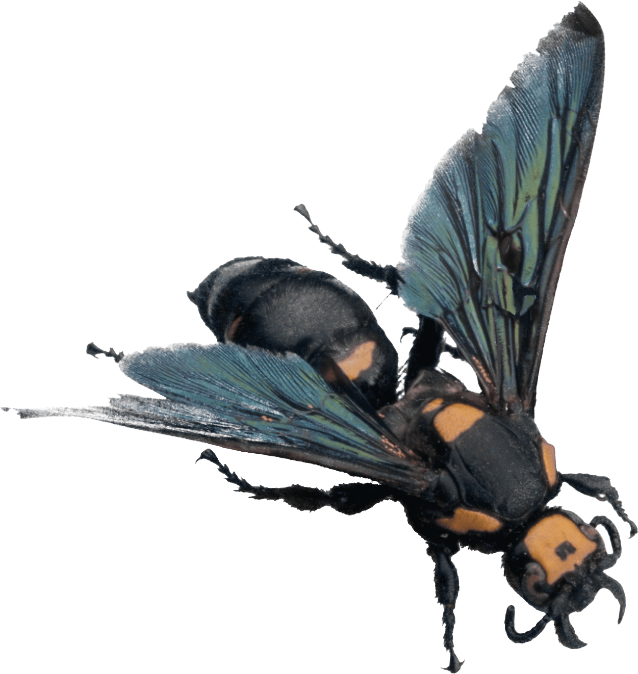 Bee Transparent PNG Image