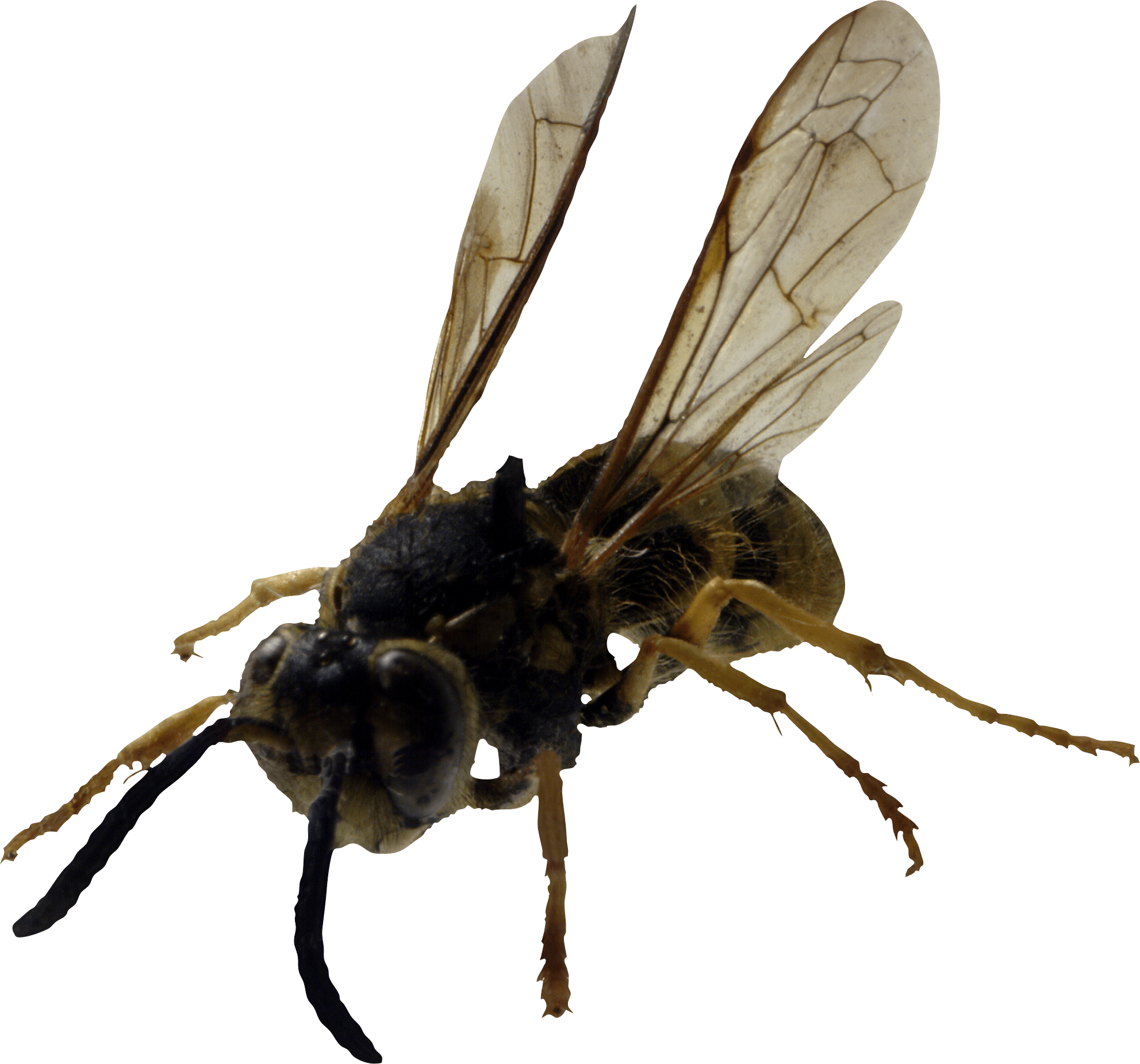 Bee Transparent PNG Image