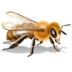 Bee Transparent PNG Image