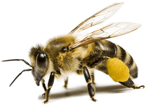 Bee Transparent PNG Image