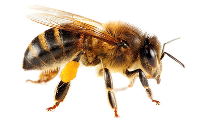 Bee 3 Transparent PNG Image