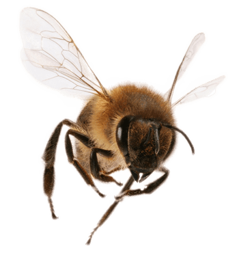 Bee Transparent PNG Image