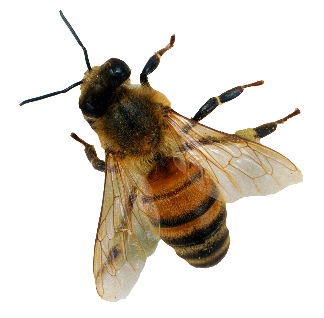 Bee 6 Transparent PNG Image