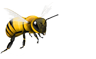 Bee Transparent PNG Image