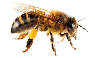 Bee Transparent PNG Image