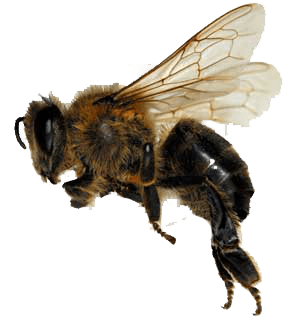 Bee Transparent PNG Image