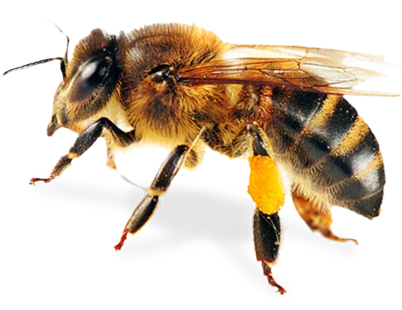 Bee 8 Transparent PNG Image