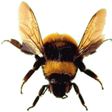 Bee Transparent PNG Image