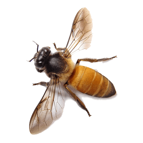 Bee Transparent PNG Image