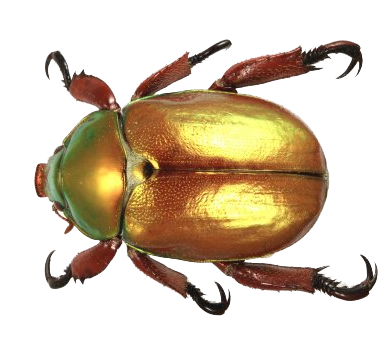 Beetle Transparent PNG Image