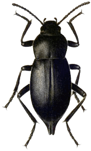 Beetle Transparent PNG Image