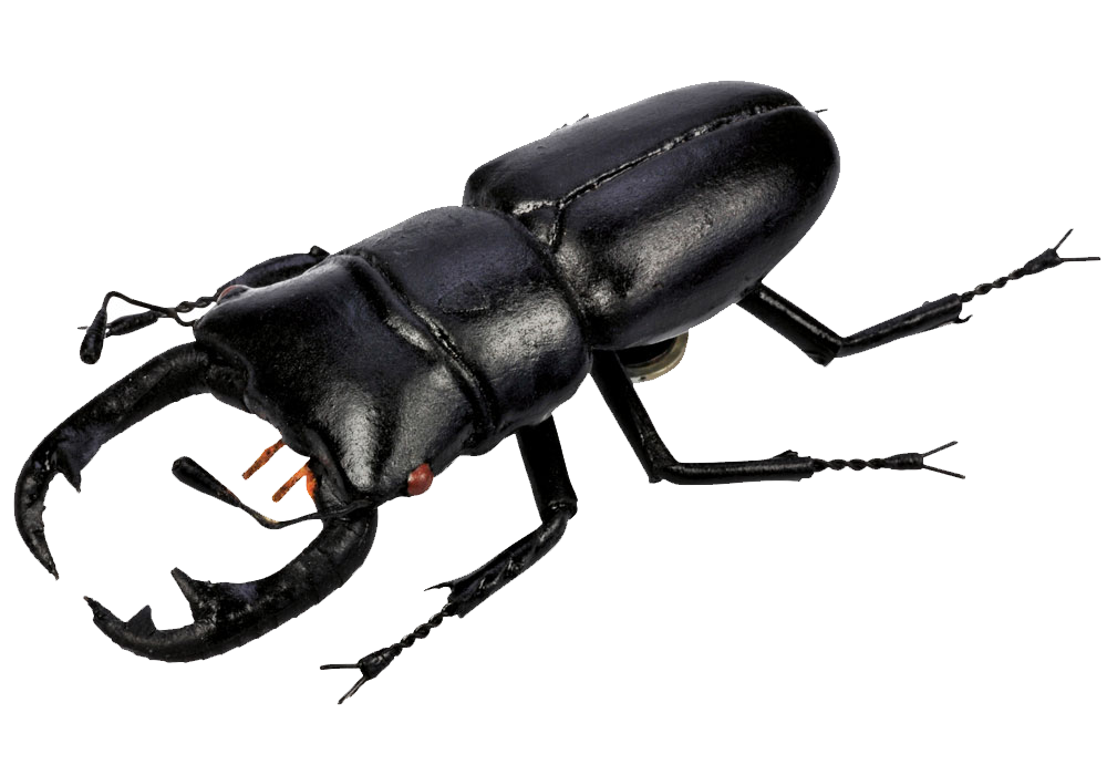 Beetle Transparent PNG Image