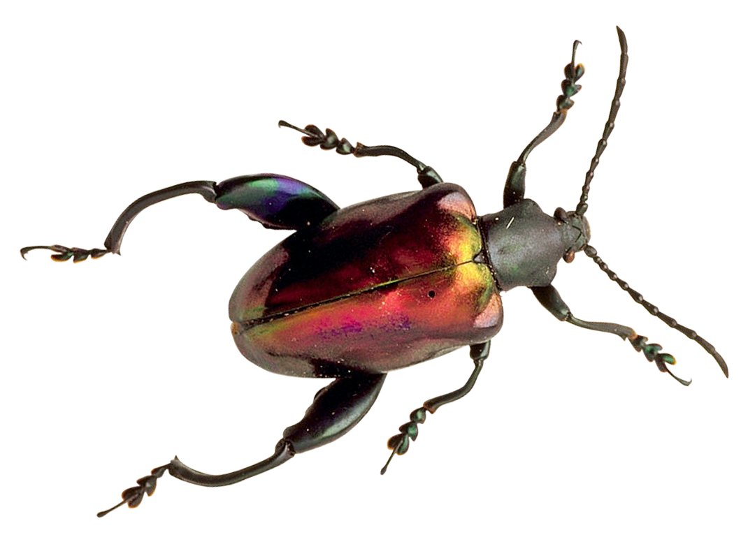 Bug Beetle Transparent PNG Image