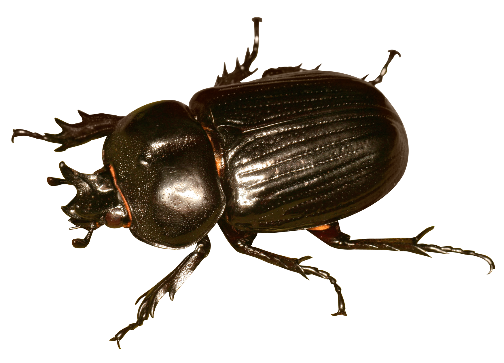 Close Up Beetle Transparent PNG Image