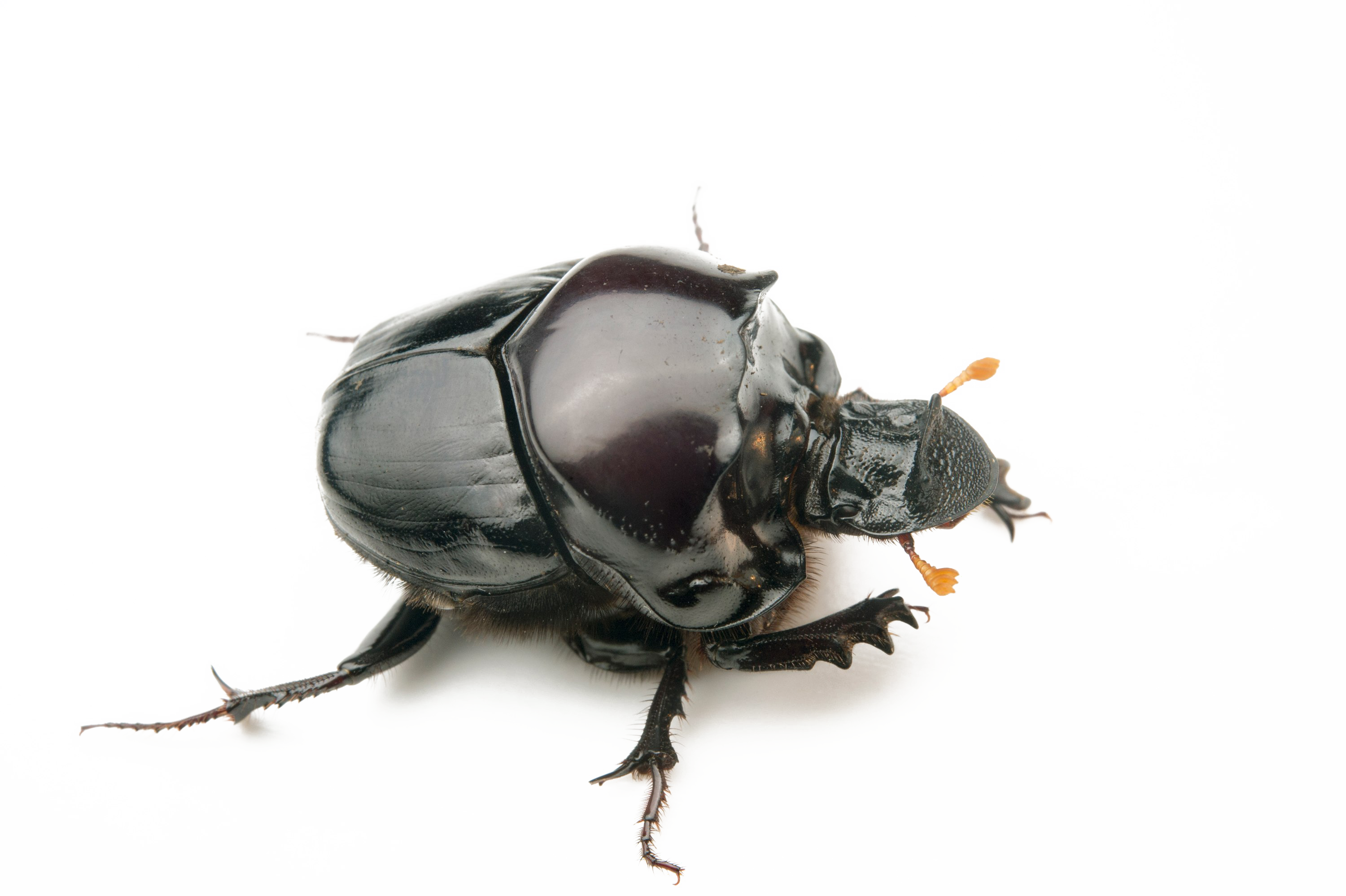 Dung Beetle Transparent PNG Image
