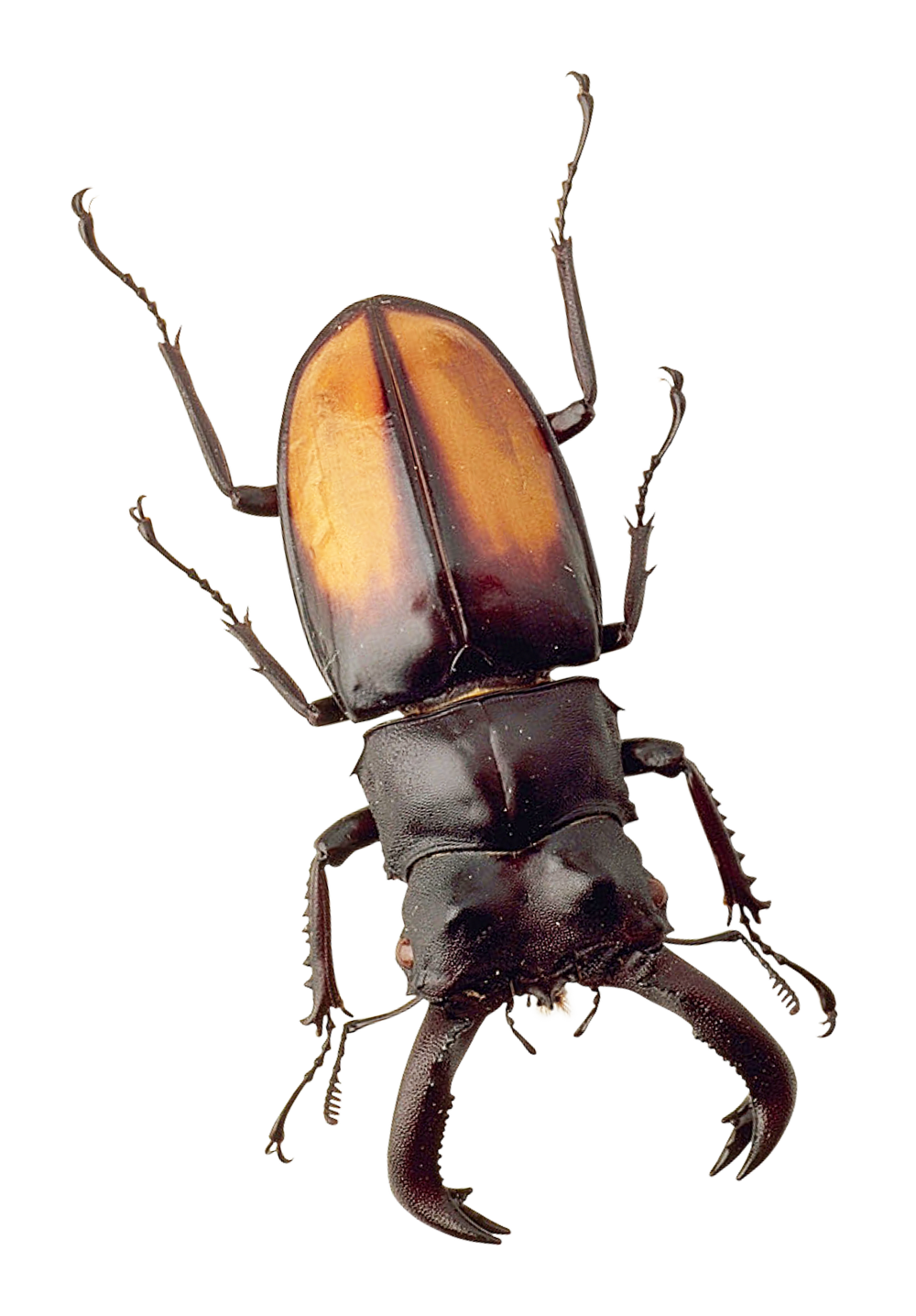 Insect Beetle Transparent PNG Image