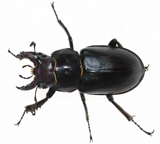 Scarab Beetle Transparent PNG Image
