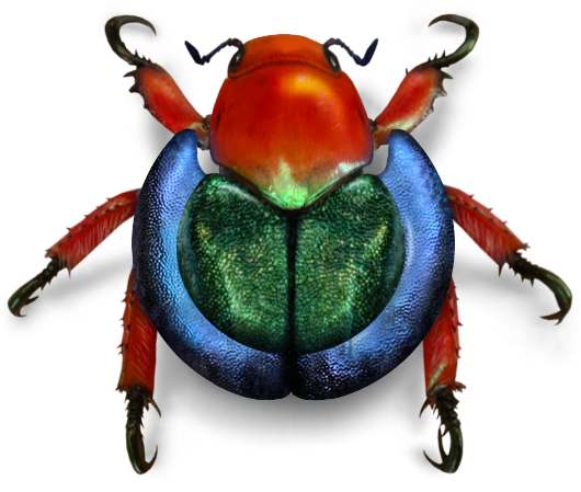 Bug Beetle Transparent PNG Image