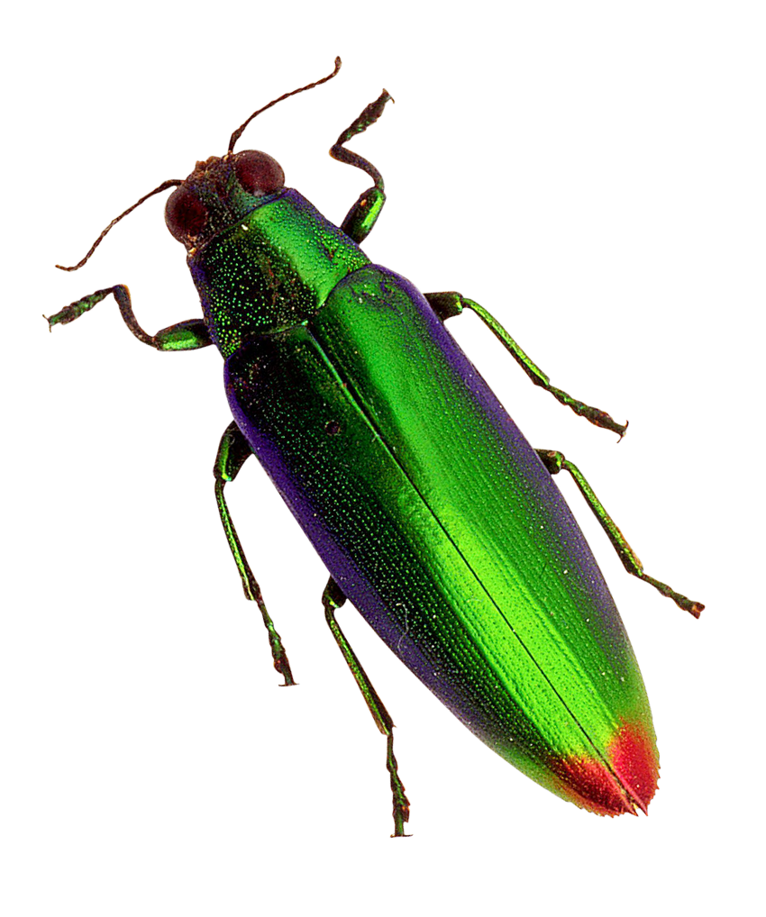 Fly Beetle Spanish Transparent PNG Image