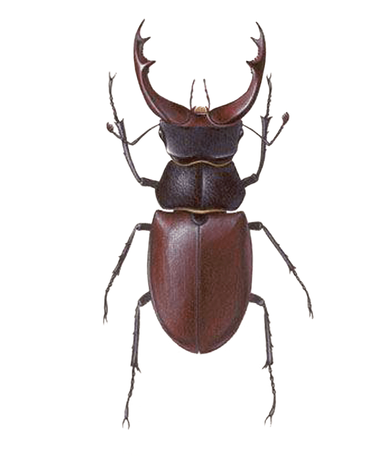 Stag Beetle Transparent PNG Image