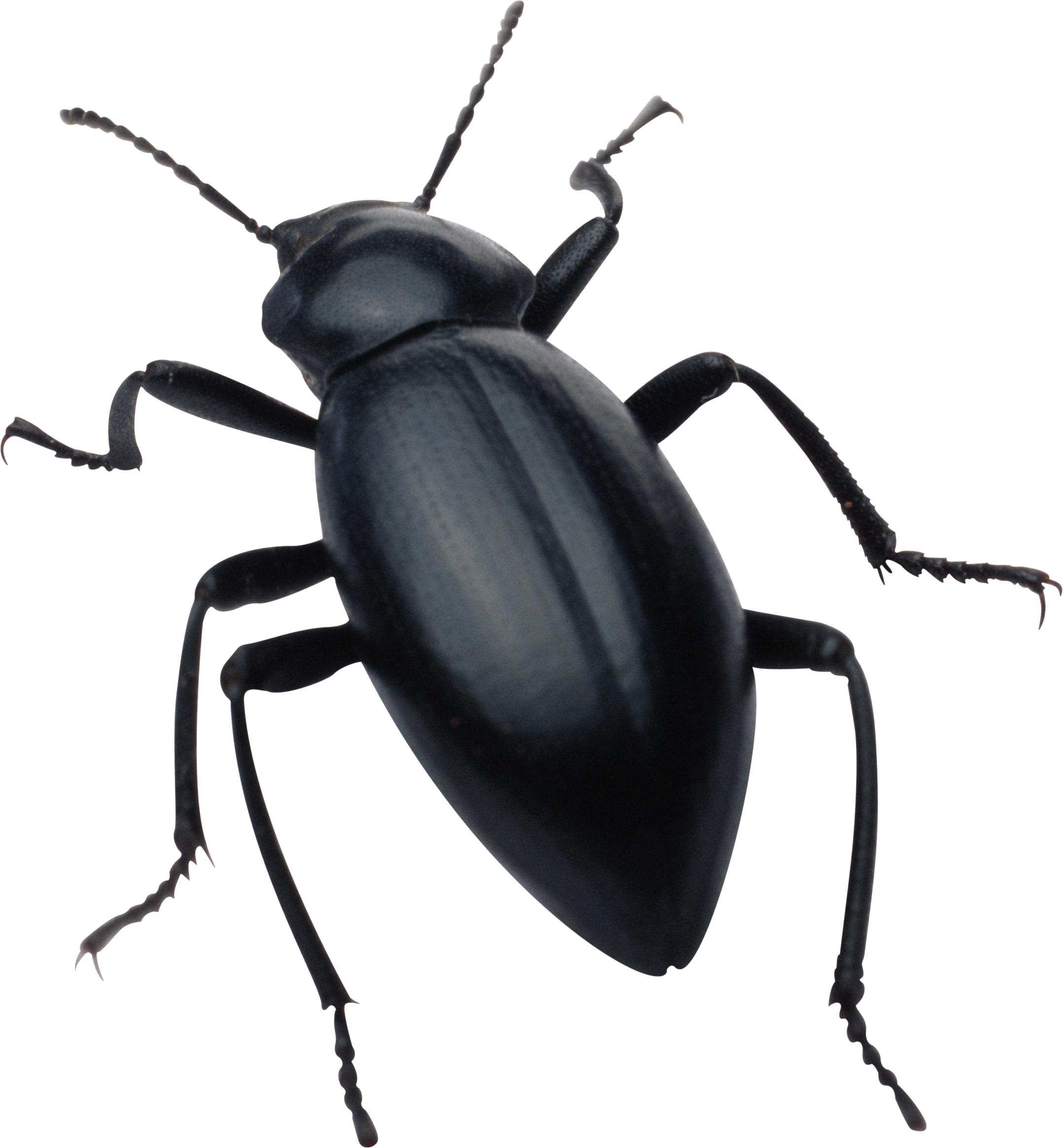 Black Beetle Transparent PNG Image