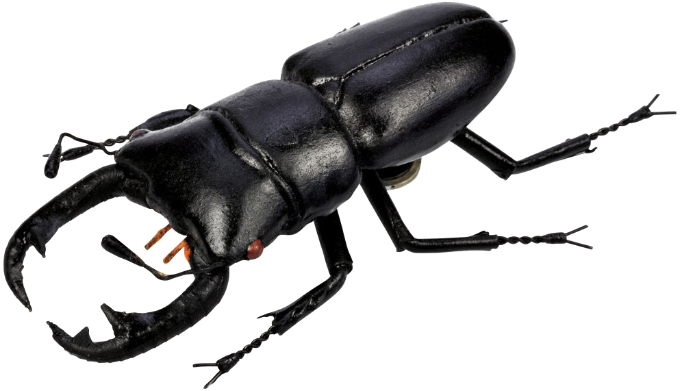 Polyphaga Beetle Transparent PNG Image