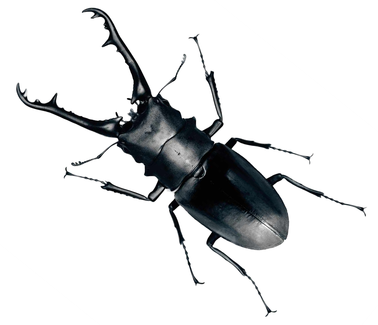 Real Beetle Transparent PNG Image