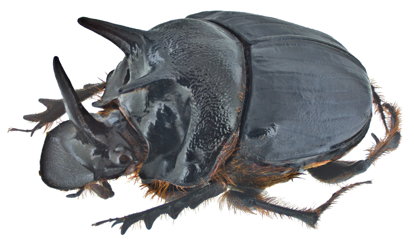 Dung Beetle Transparent PNG Image