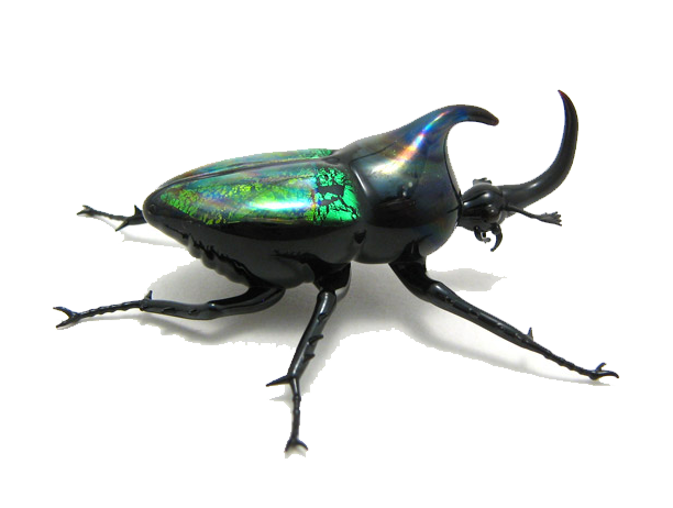 Beetle Transparent PNG Image