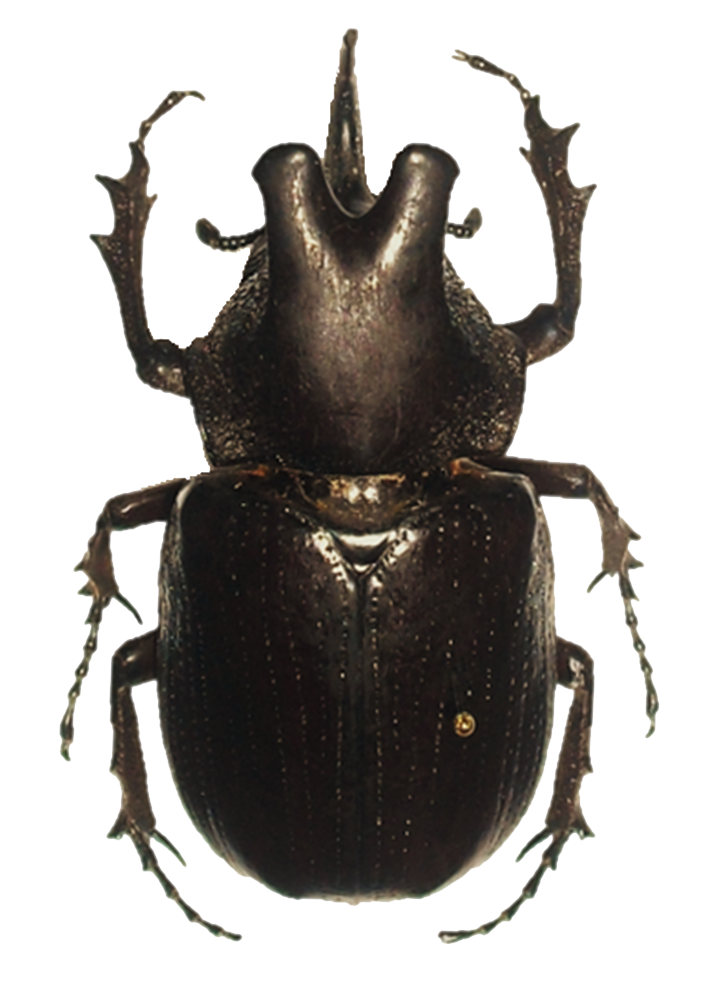 Beetle Transparent PNG Image