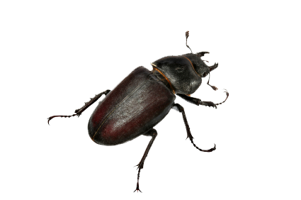 Beetle Transparent PNG Image