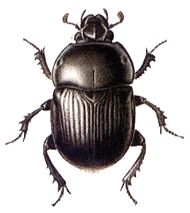 Beetle Transparent PNG Image