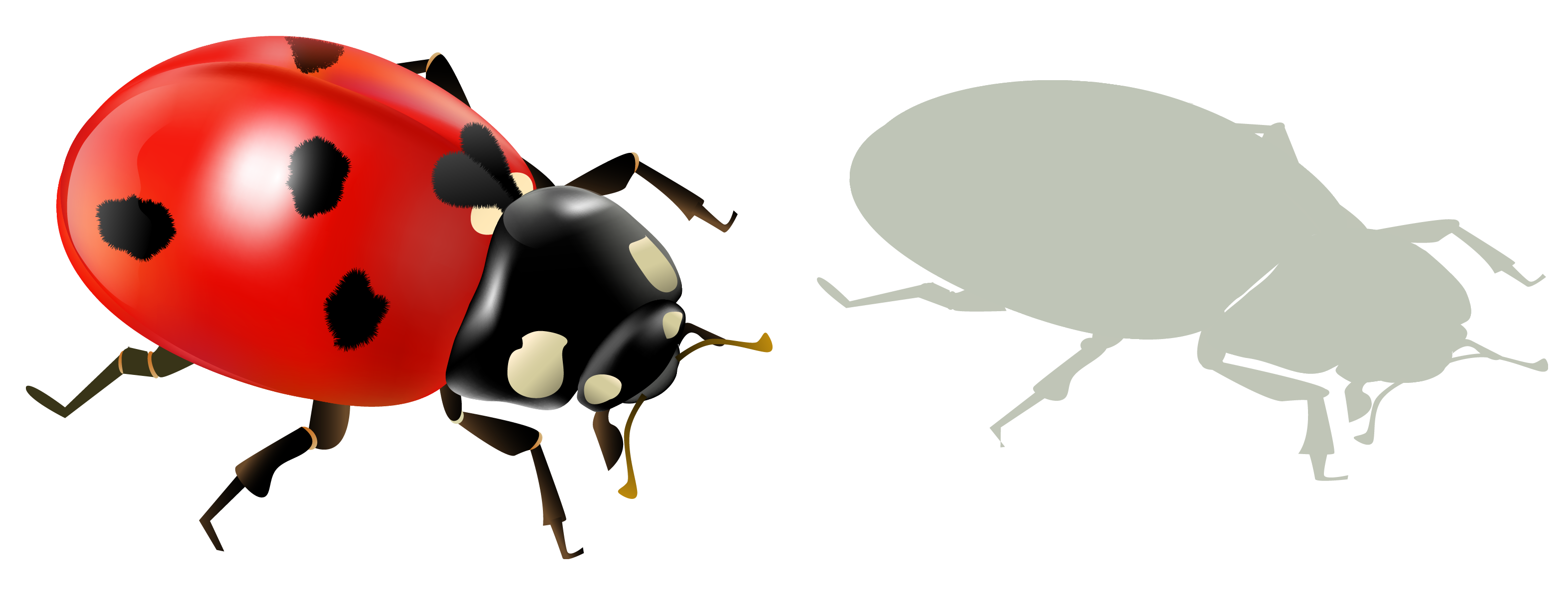 Ladybird Insect Graphics Encapsulated Postscript Transparent PNG Image