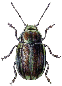 Beetle Transparent PNG Image