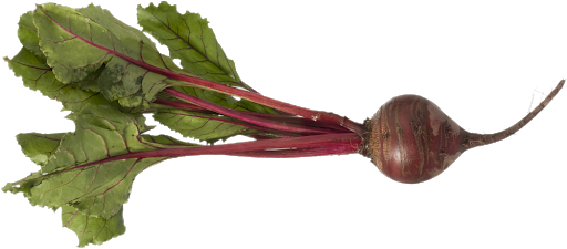 Beetroot Single Transparent PNG Image