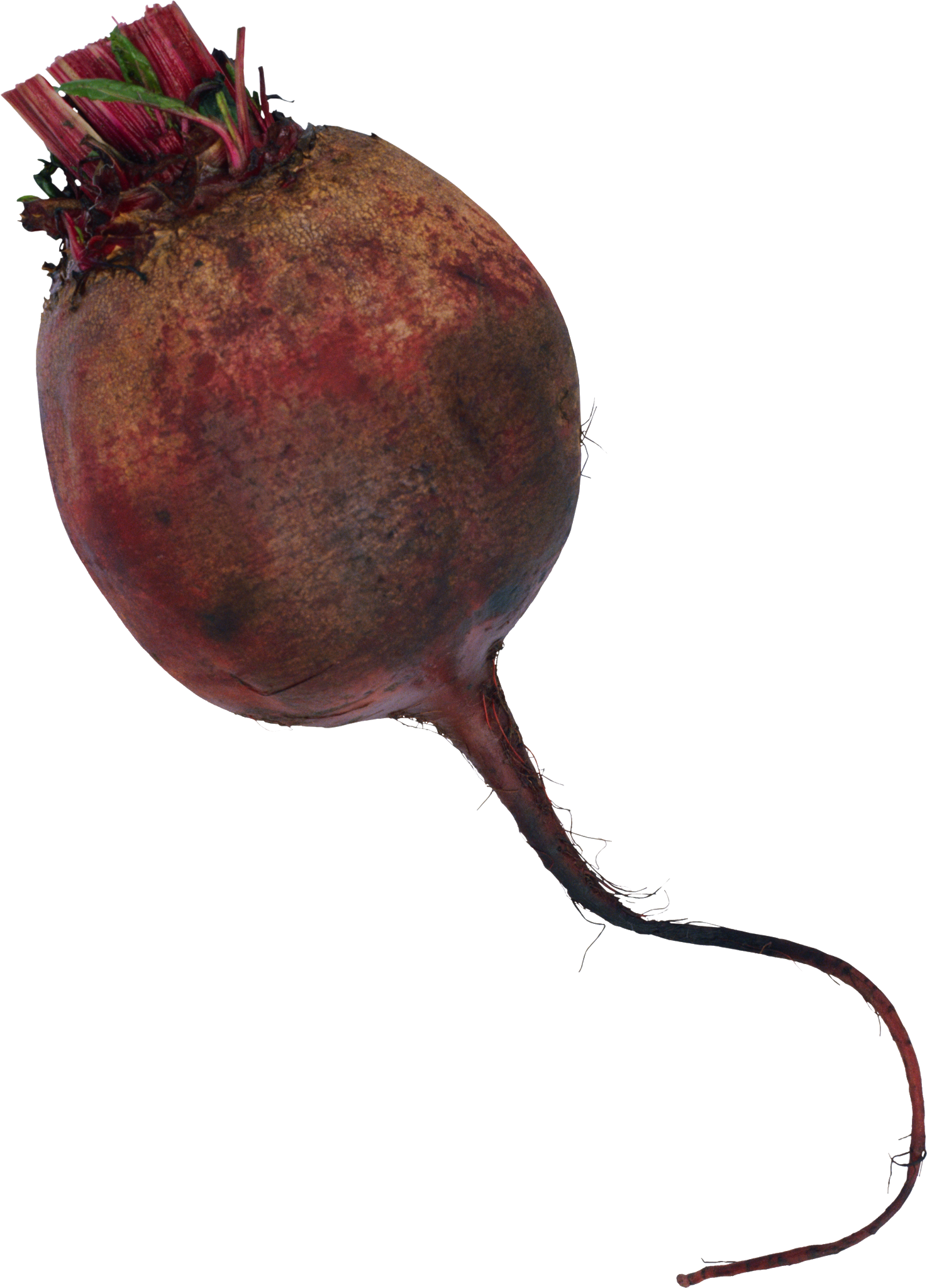 Beetroot Single Transparent PNG Image