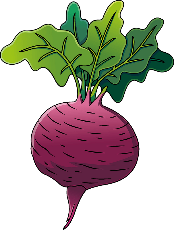 Beetroot Vector Transparent PNG Image