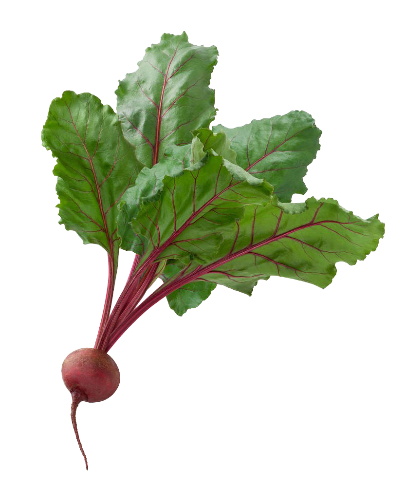 Beetroot Fresh File Transparent PNG Image